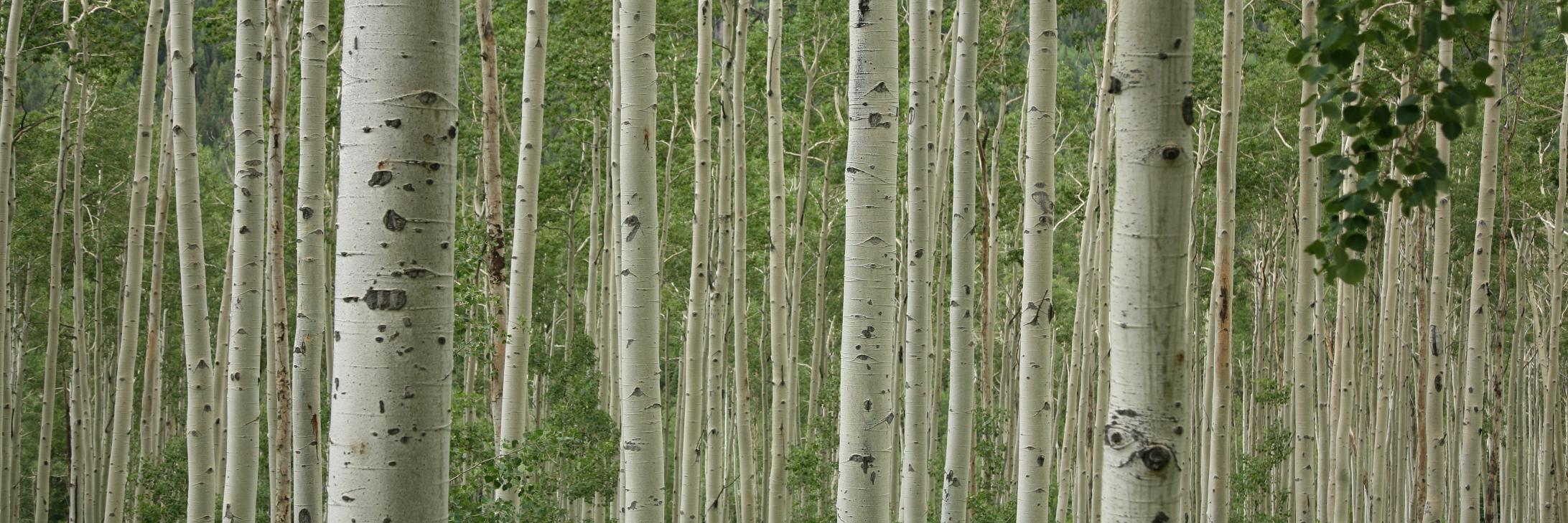 Aspen Periodontics banner