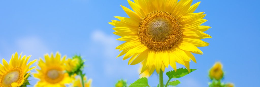 kami_nyancd's profile banner image