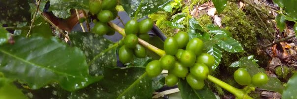 athloncoffee's profile banner image
