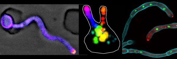 RobertArkowitz Profile Banner