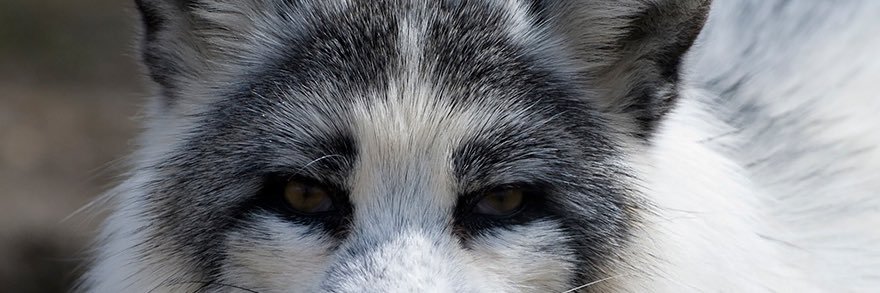 harristhefoxx.bsky.social banner