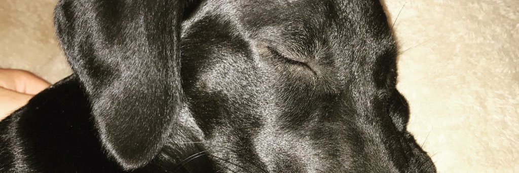 DillonReesnes's profile banner image