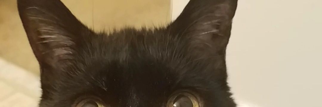 mimijedda's profile banner image