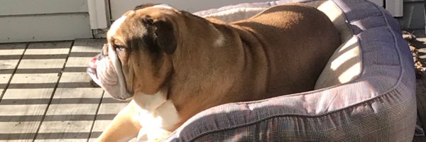 stephbump Profile Banner