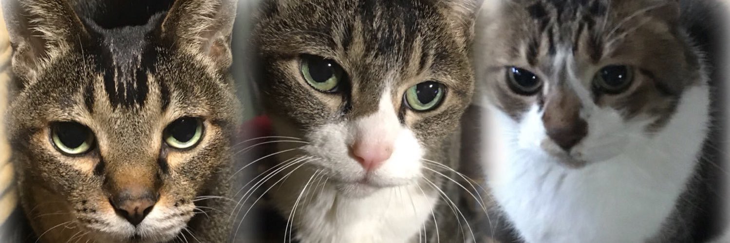 ultraCAT03's profile banner image