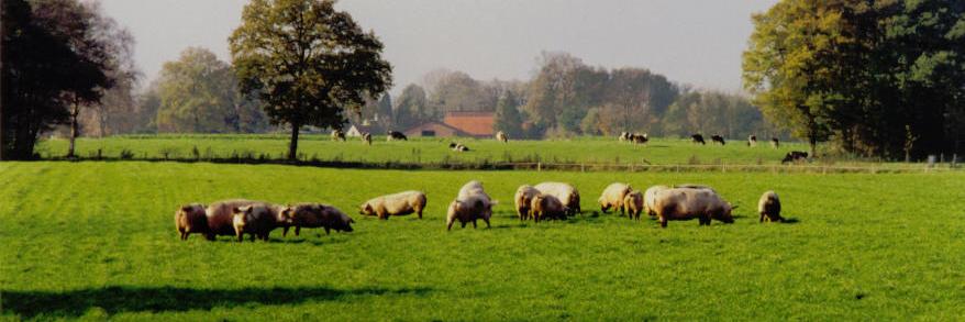 CarolVdHeyden's profile banner image