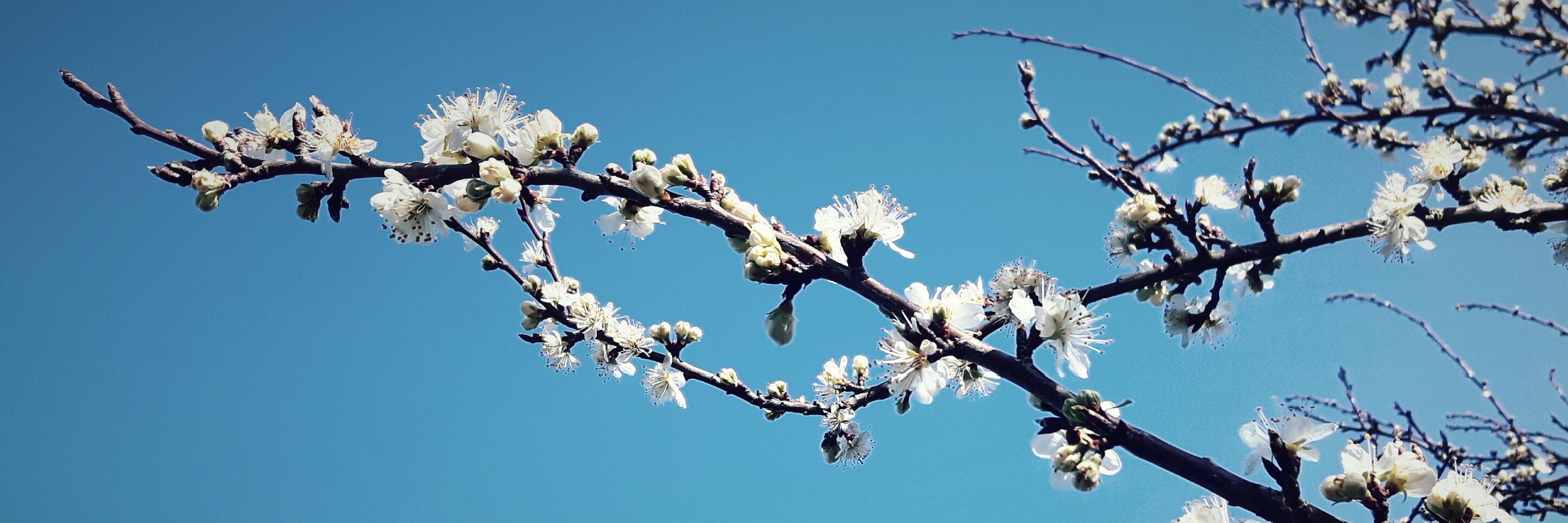 🌱Silvi Gaunt🦋 banner