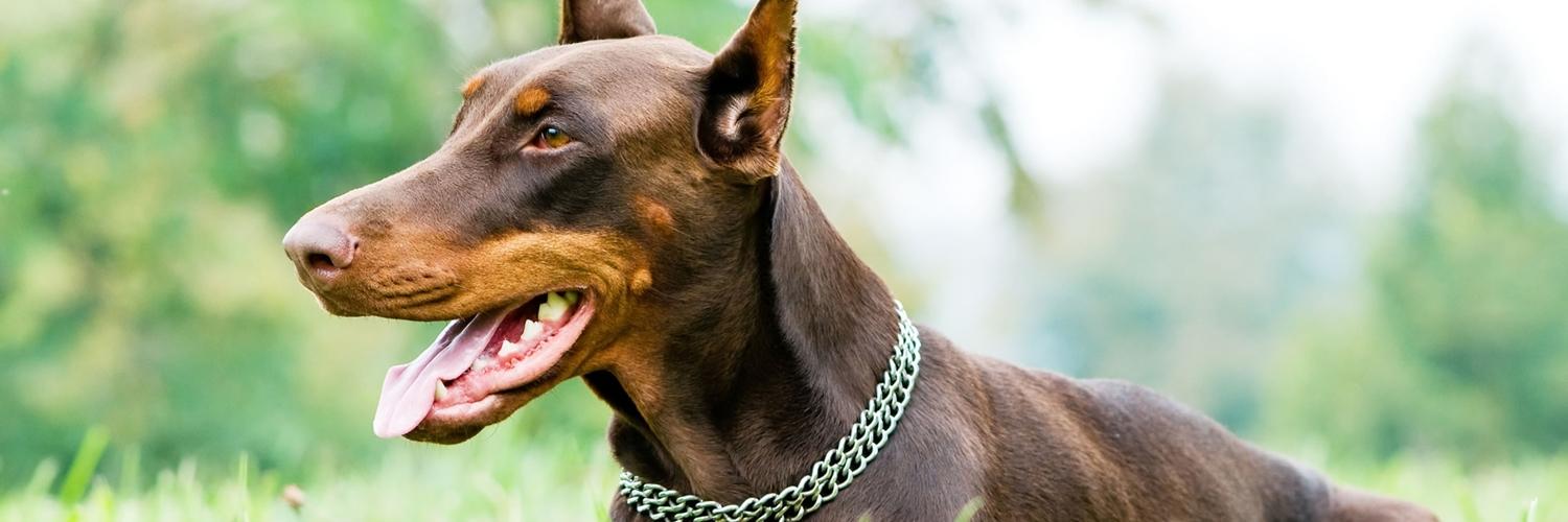 Dobermantw's profile banner image