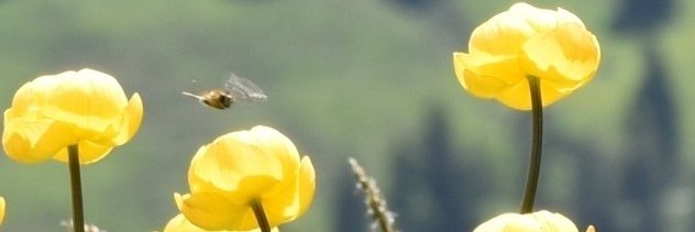 JB_Janos's profile banner image