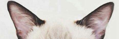 Chica_Zoo's profile banner image