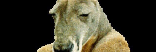 KangaRufio banner