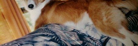 pelubili's profile banner image