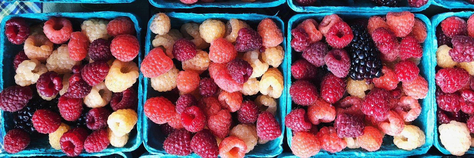 Katherine Sacks banner