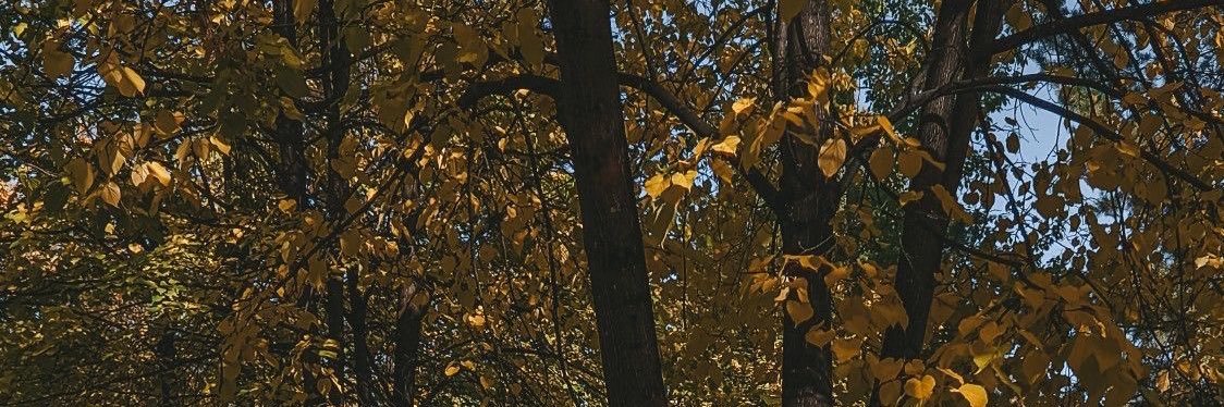 Jessdsousa's profile banner image