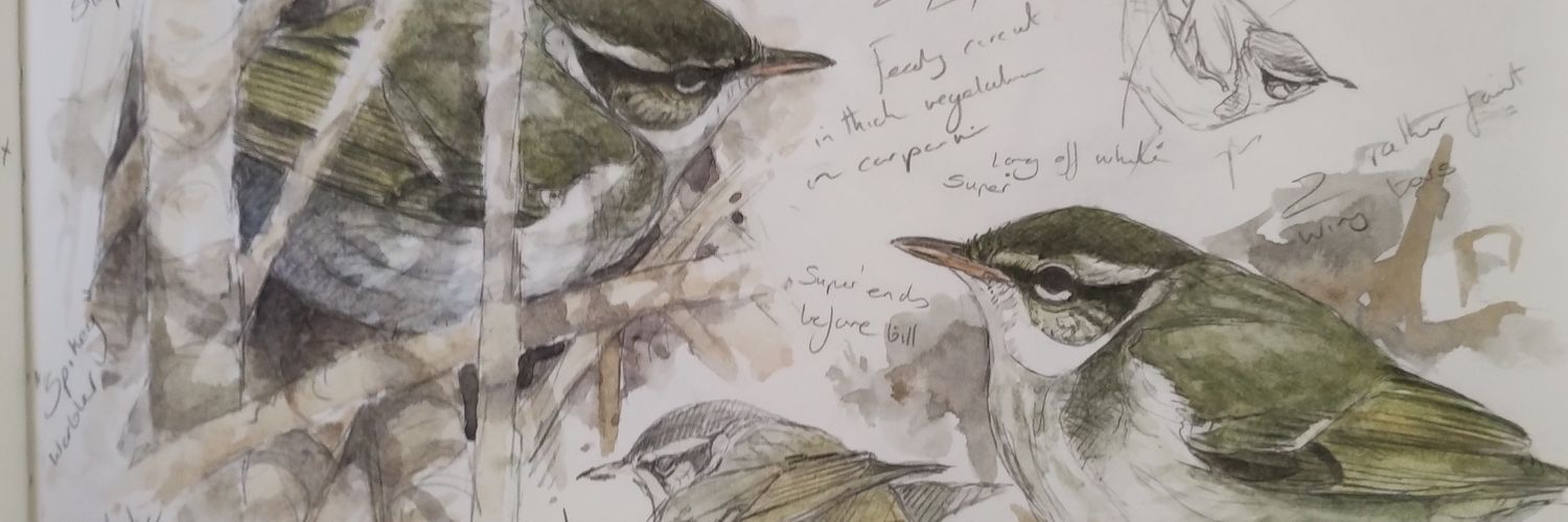 StephBirdArt's profile banner image
