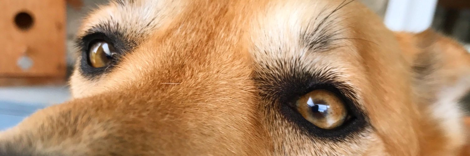 pheppy9's profile banner image