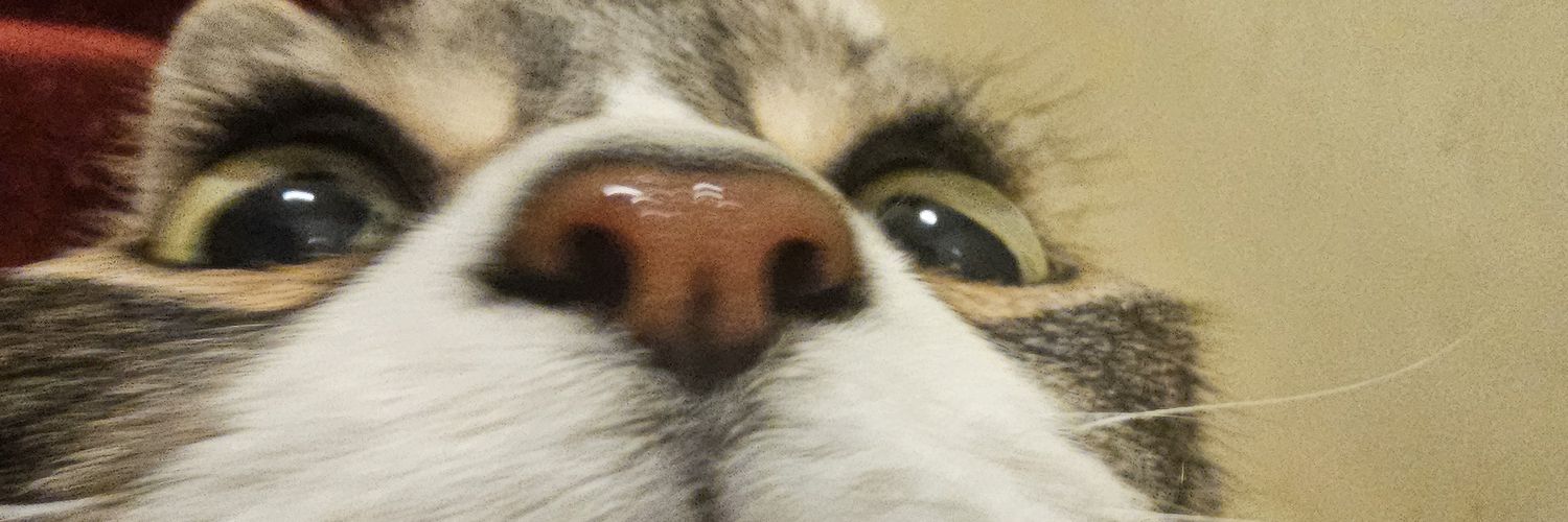 Riff 🇵🇸 banner