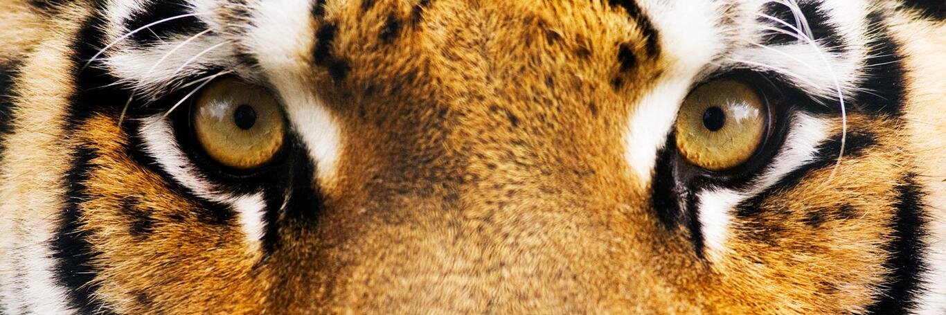 FloVilaro's profile banner image