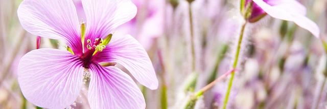 ExPiola's profile banner image