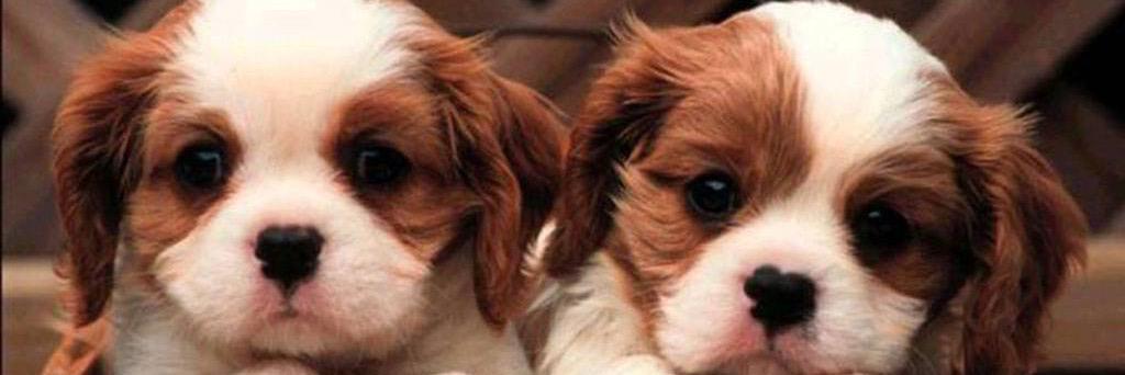 dogsforyulin's profile banner image