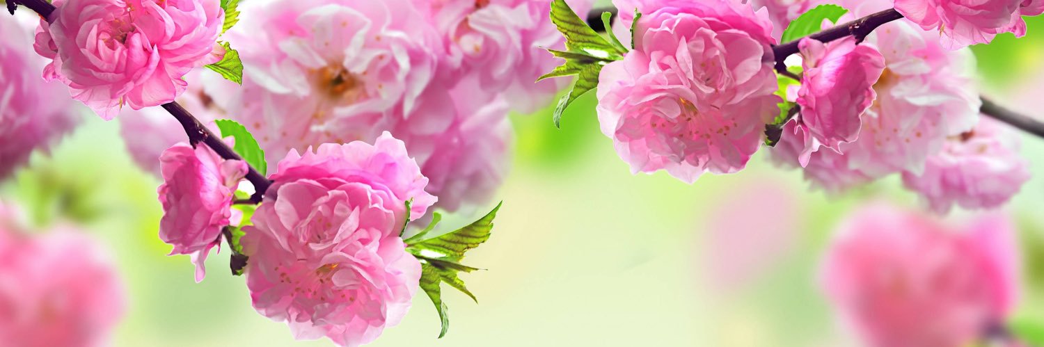 Victoria_g15's profile banner image