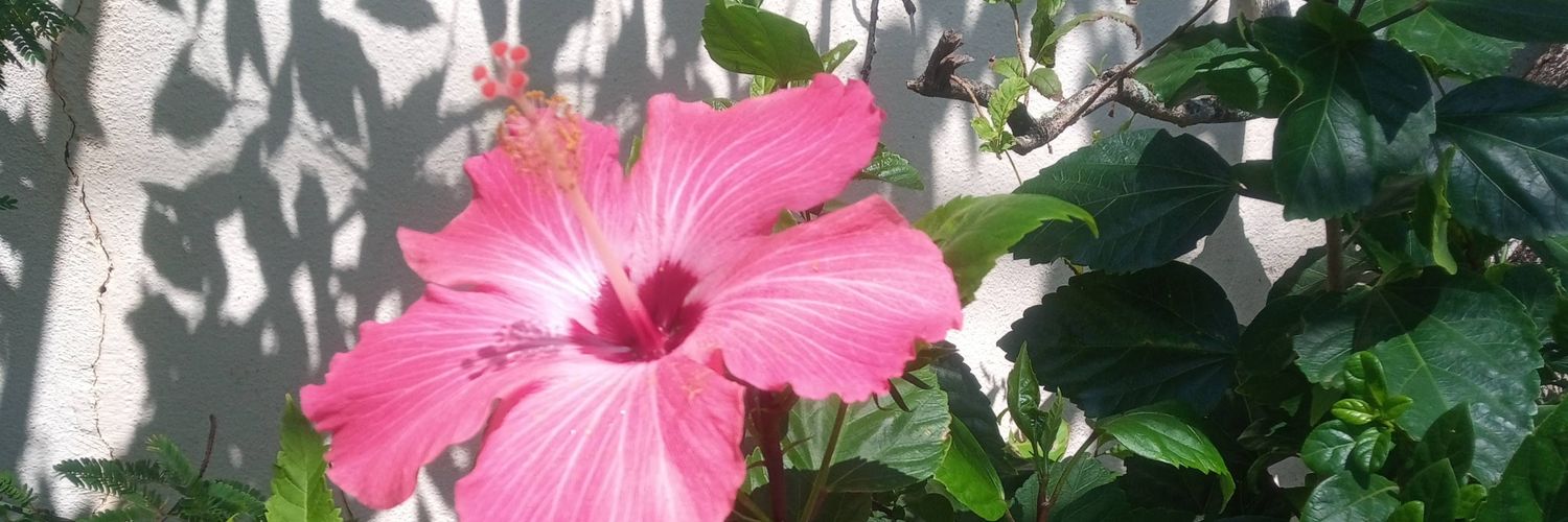 SoleCoriaArg's profile banner image