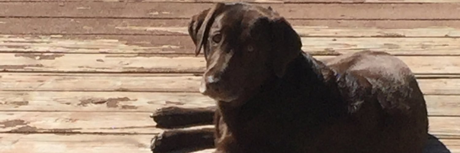 steveQdibble's profile banner image
