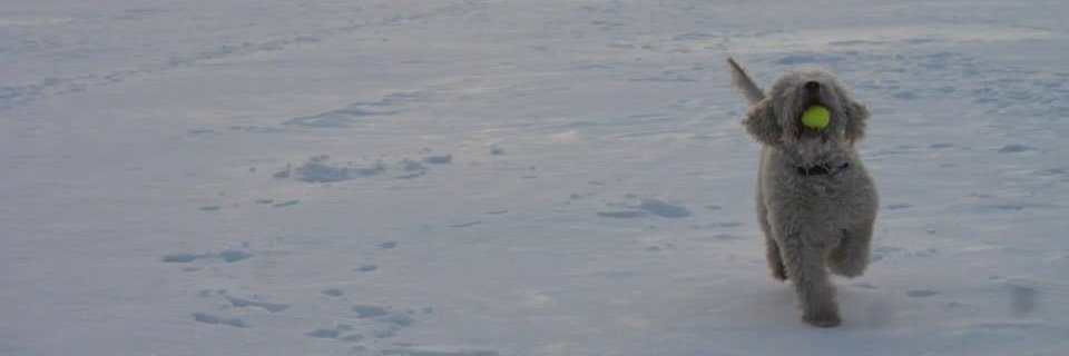 roger999blank's profile banner image