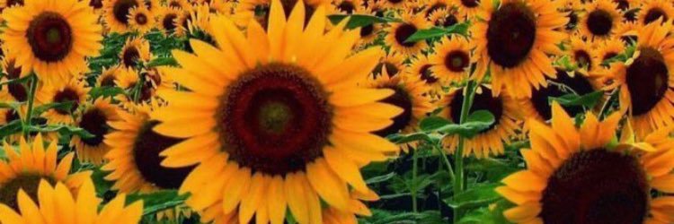 BeautifulStep01's profile banner image