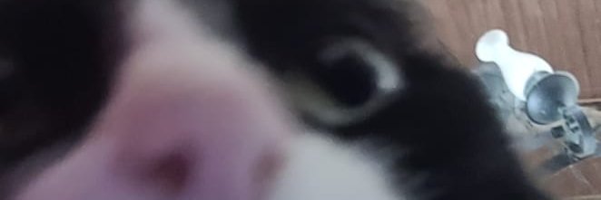 _p1ppo's profile banner image