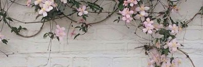 Mili banner