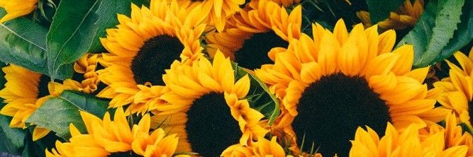 PhxebeB's profile banner image