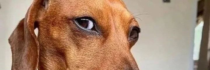 SalsichaPerro's profile banner image
