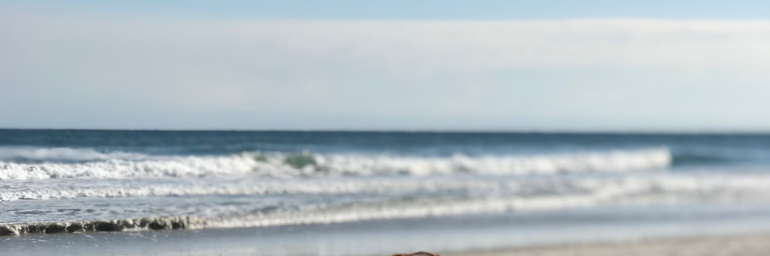 Huntaaaaa_00's profile banner image
