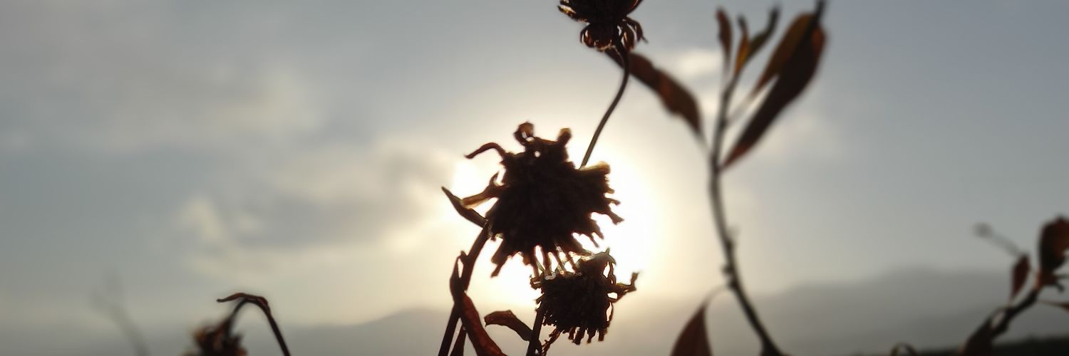 PALA095's profile banner image
