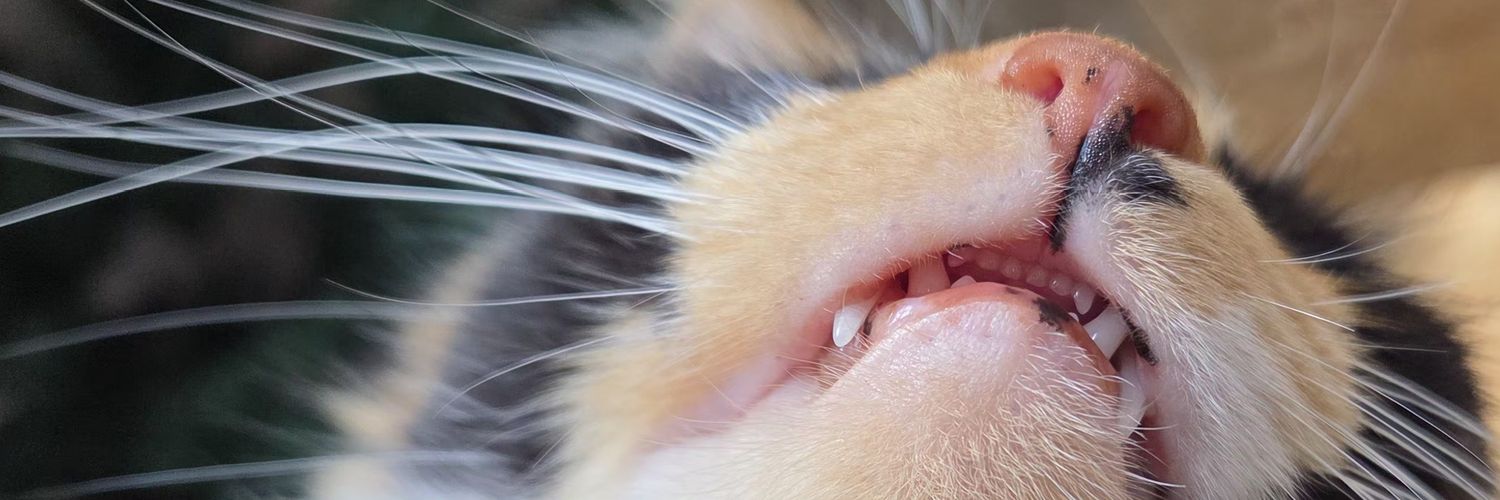 lulizann's profile banner image