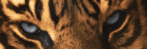 predojjorge's profile banner image