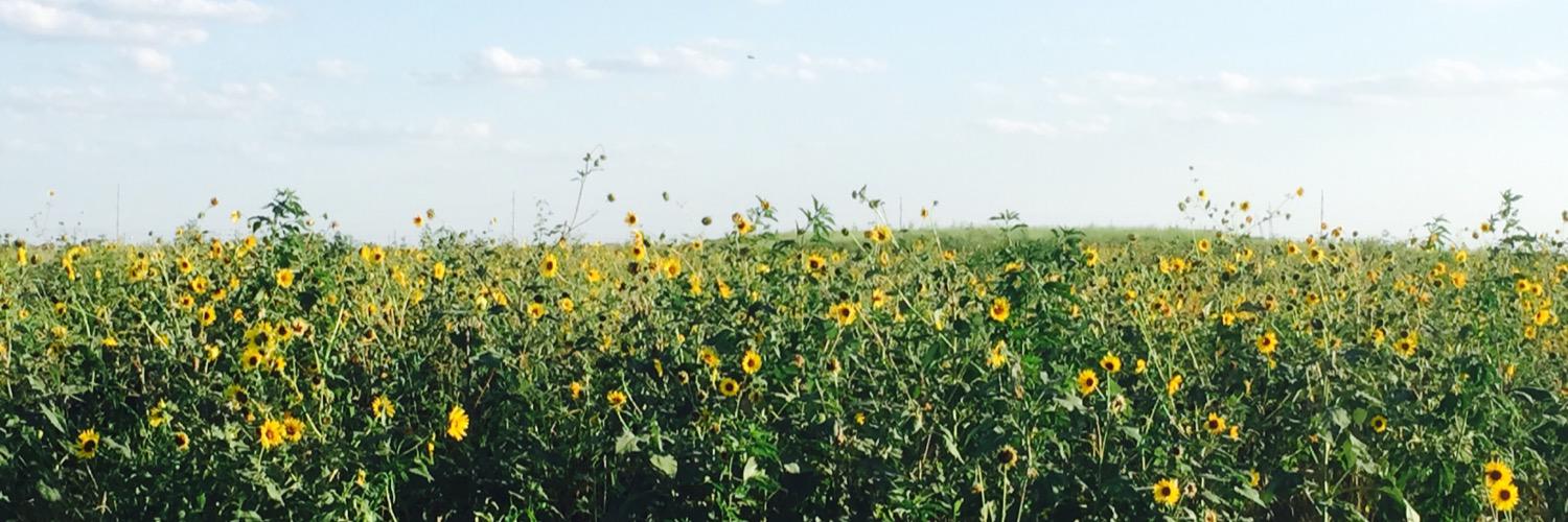 sidneybellah's profile banner image
