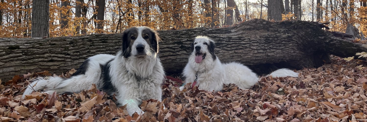 Amila Buturović banner