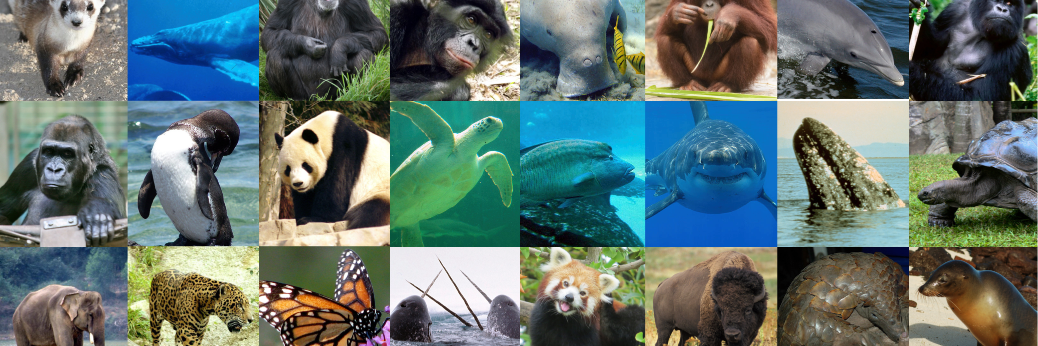 AMFFoundation's profile banner image