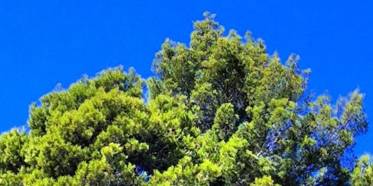 Albert Sagués banner