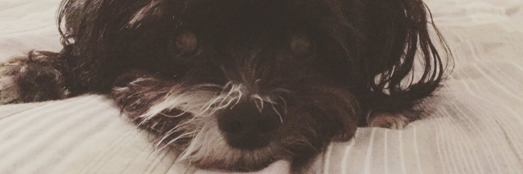 PepperBirkin's profile banner image