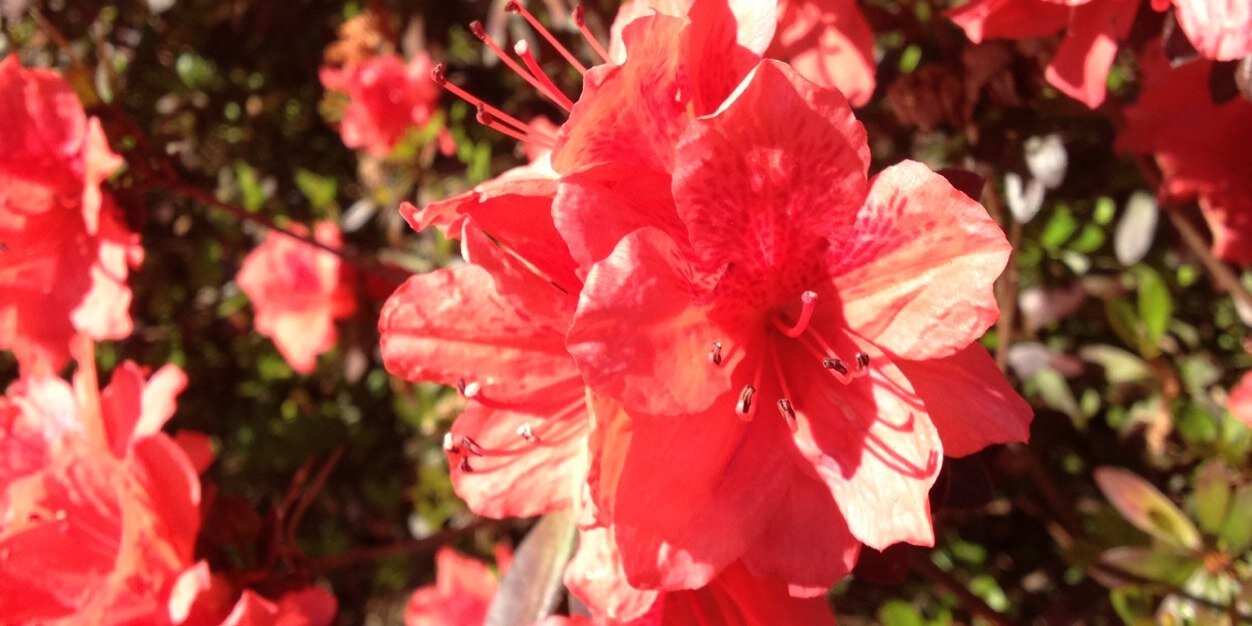 mandymigues's profile banner image