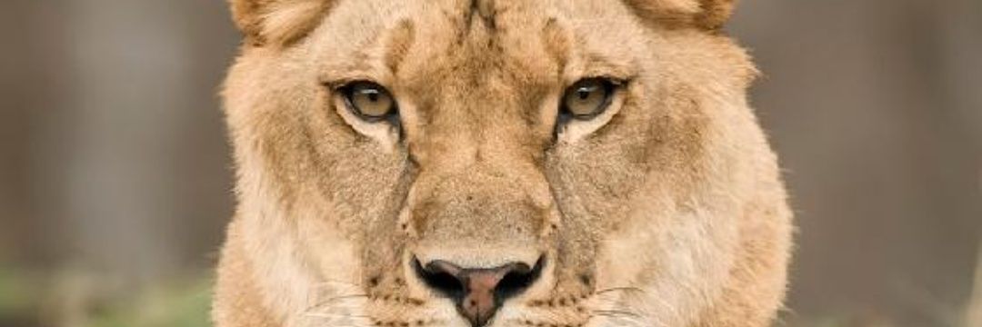 tigrosky's profile banner image