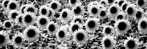 Carol_Baldu's profile banner image