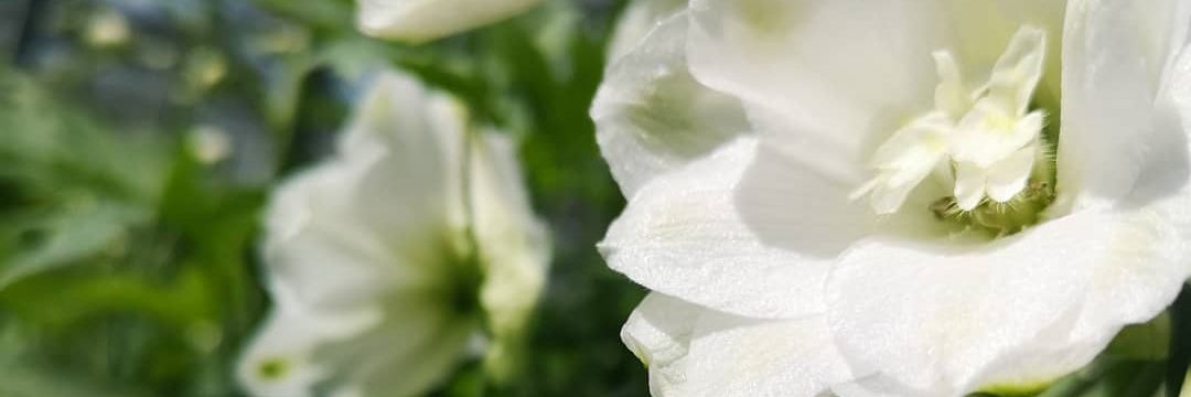 degoudschehoeve's profile banner image