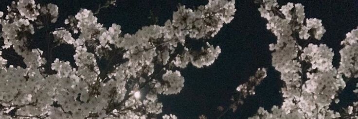 subarusf5d's profile banner image
