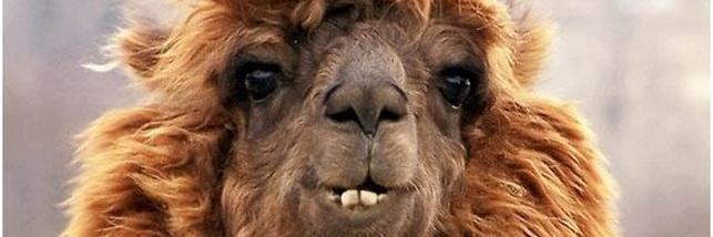 drinking_lama's profile banner image