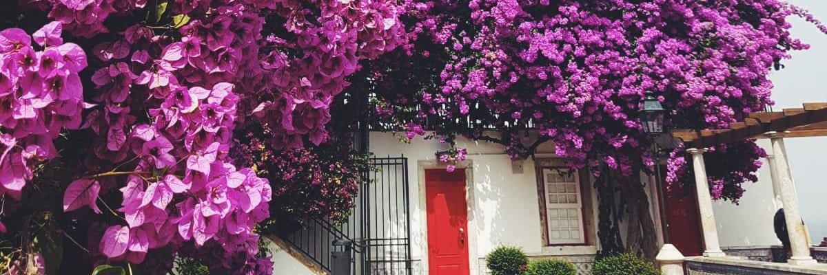 Rachel Dadouch banner