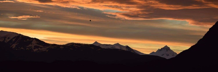 Michael Needle banner